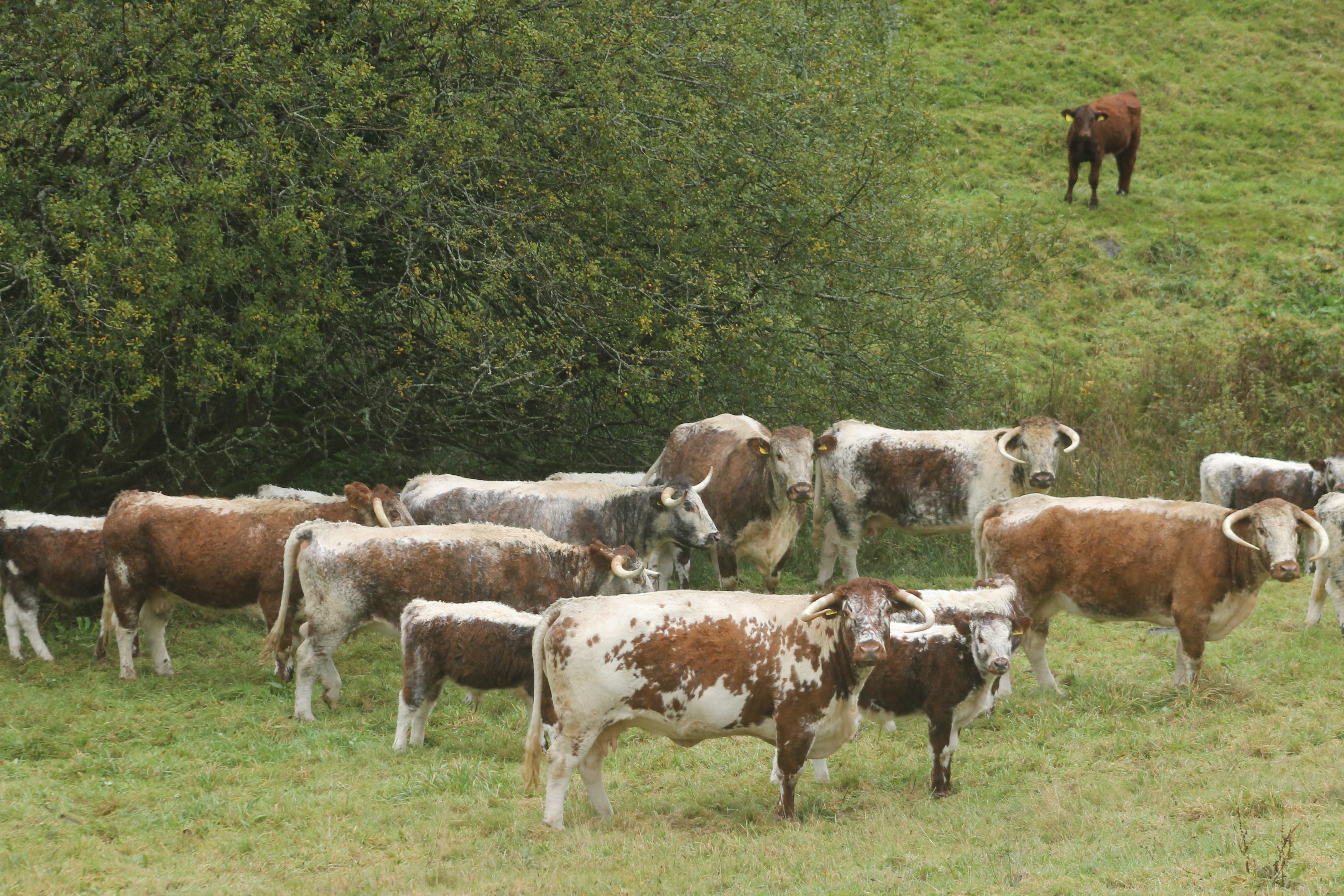Fowlescombe cows, Society AGM 2022